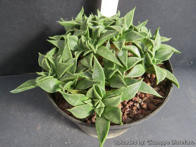 Nananthus ALOIDES