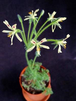 Pelargonium APPENDICULATUM
