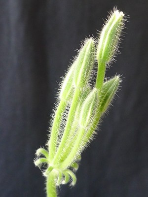 Pelargonium APPENDICULATUM
