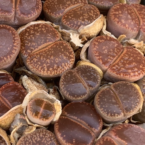 Lithops AUCAMPIAE Groenvater