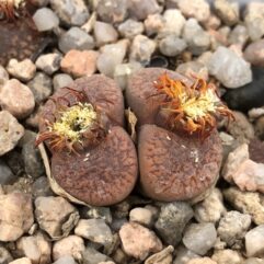 Lithops AUCAMPIAE Groenvater