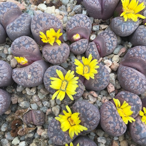Lithops OTZENIANA CZESKY GRANAT