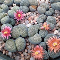 Lithops VERRUCULOSA ROSE OF TEXAS