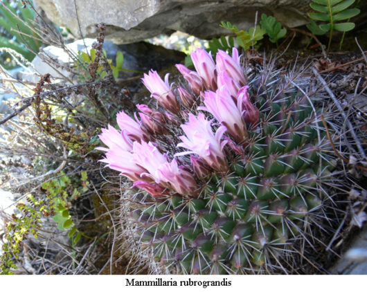 Mammillaria RUBROGRANDIS - Маммиллярия Руброграндис