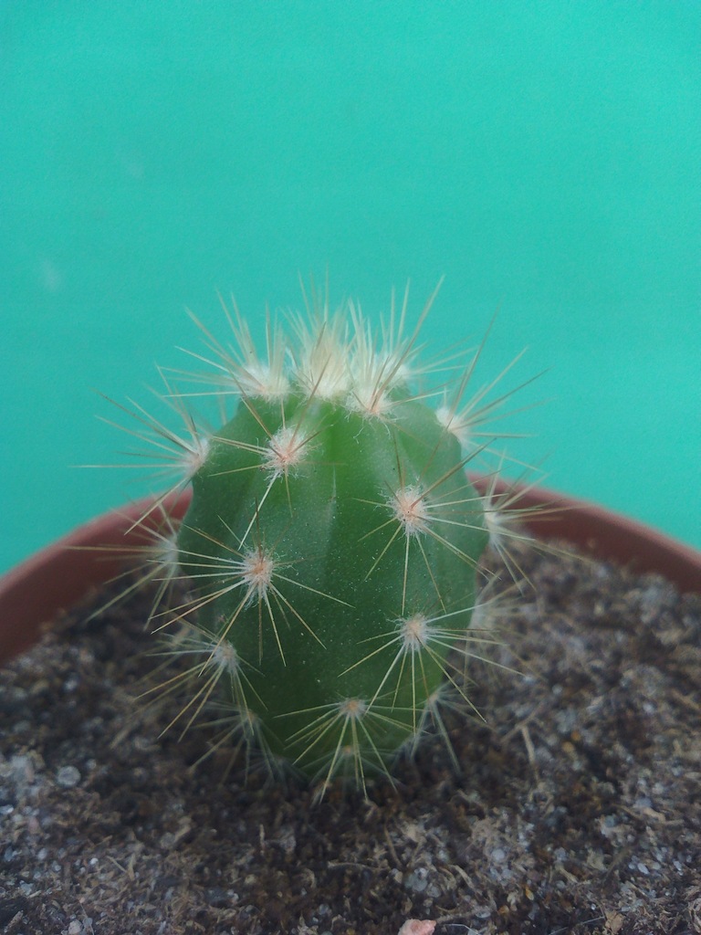 Pilosocereus BOOLLII