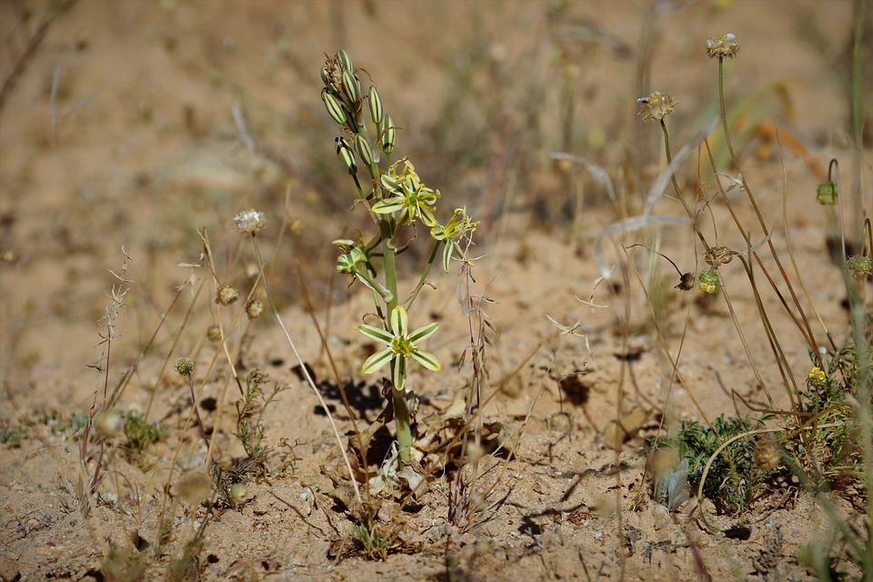 Albuca CONSANGUINEA