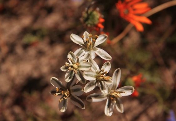 Albuca CONSANGUINEA