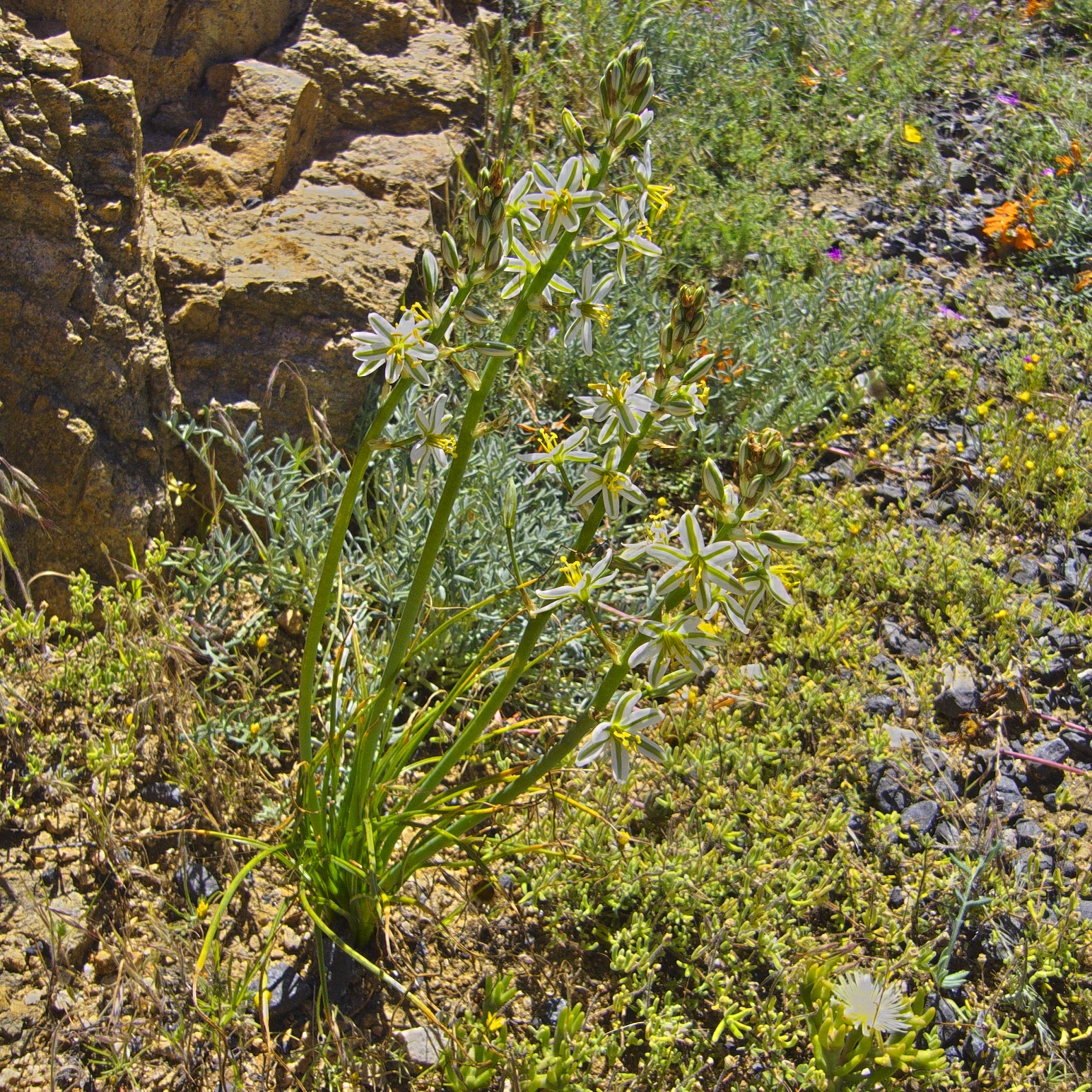 Albuca CONSANGUINEA