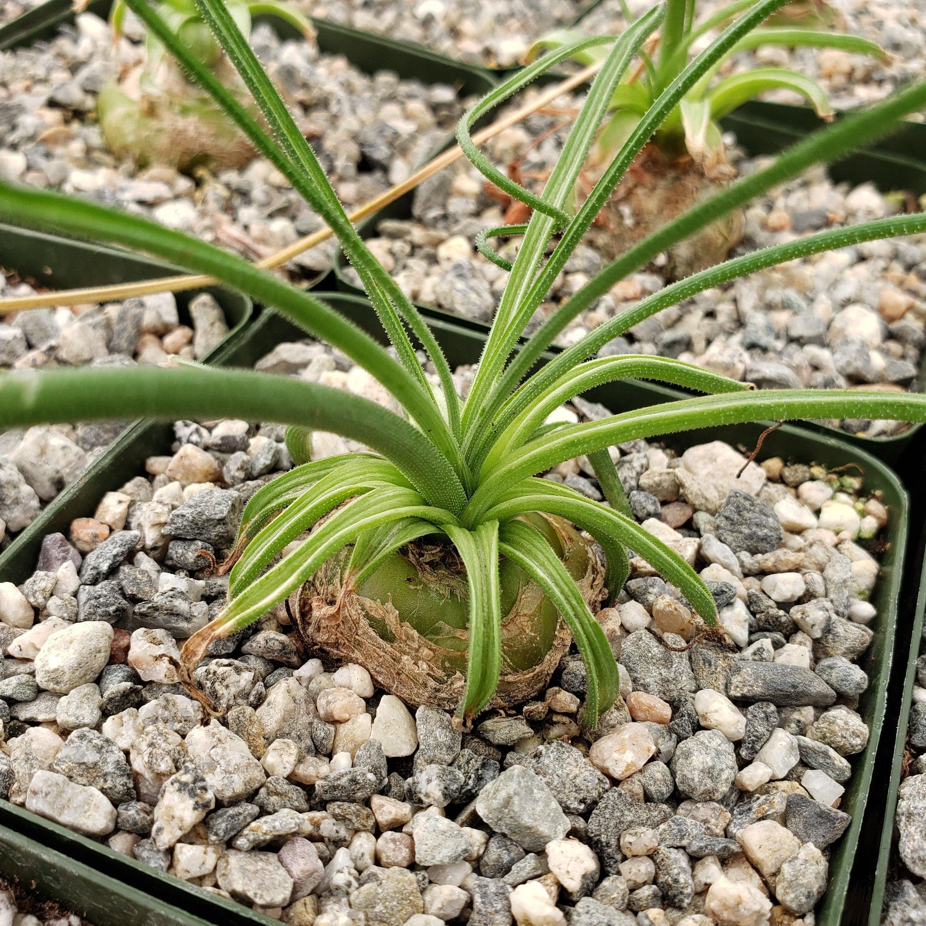 Albuca NAMAQUENSIS JAA 1691