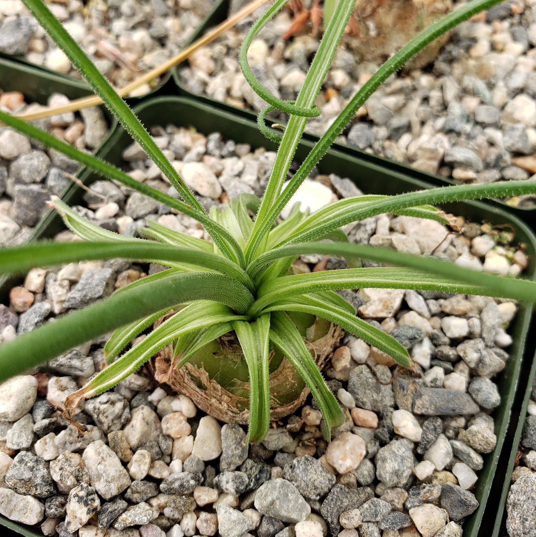 Albuca NAMAQUENSIS JAA 1691
