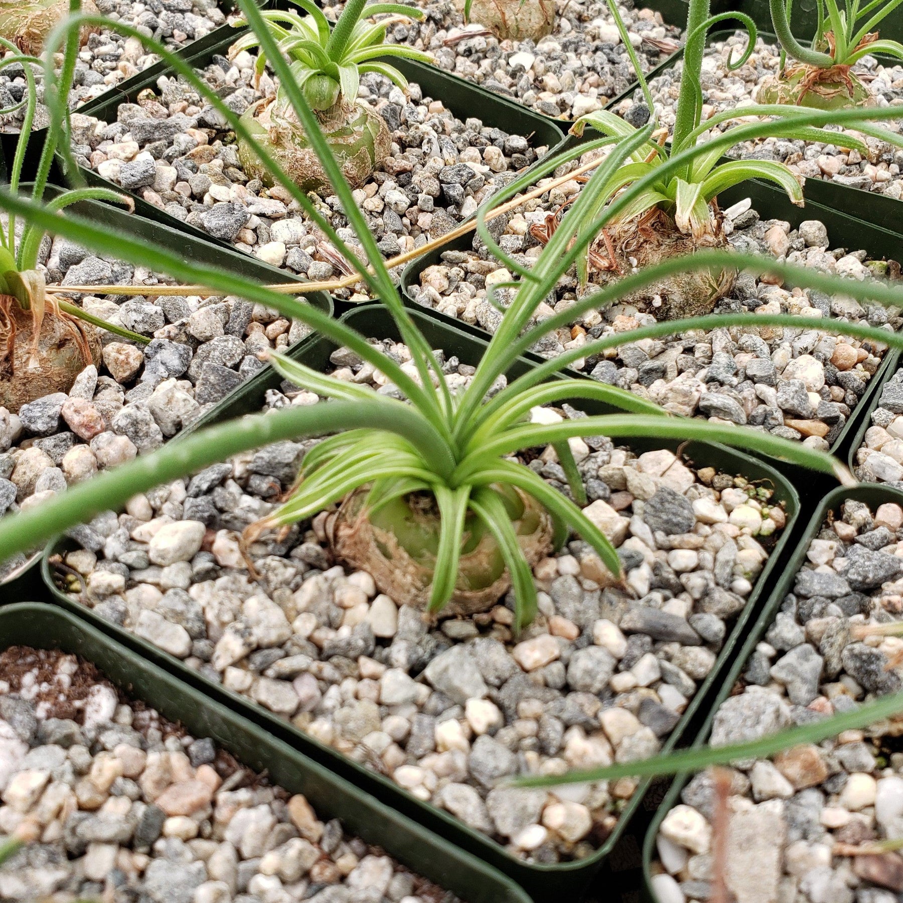 Albuca NAMAQUENSIS JAA 1691