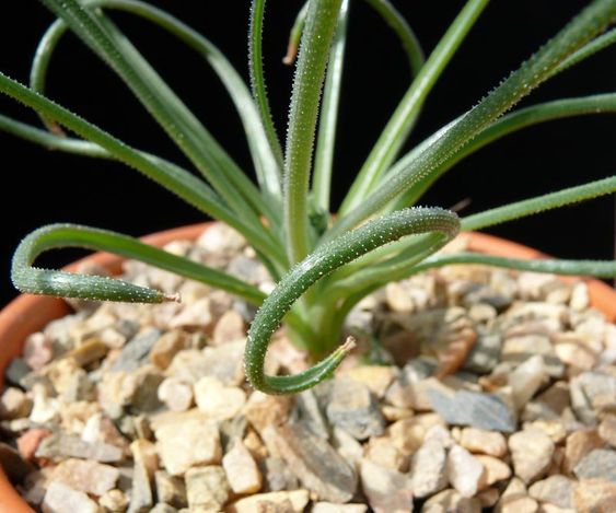 Albuca NAMAQUENSIS JAA 1691