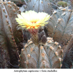 Astrophytum CAPRICORNE FORM STACHELLOS - Астрофитум Козерогий Стачеллос