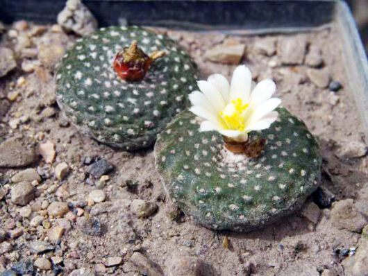Blossfeldia TARABUCOENSIS, Bolivien
