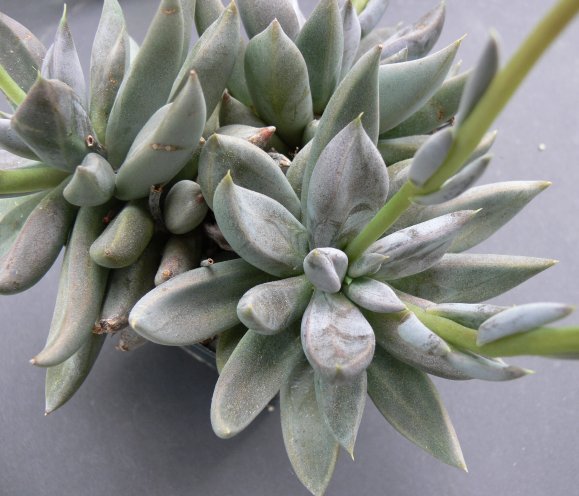 Echeveria HUMILIS, Camargo