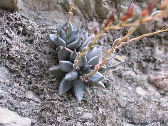 Echeveria HUMILIS, Camargo