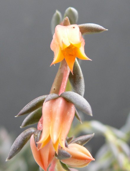 Echeveria HUMILIS, Camargo