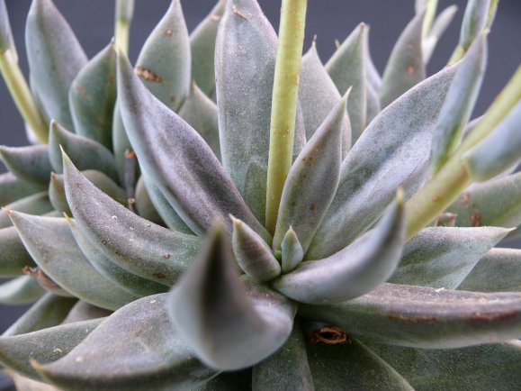 Echeveria HUMILIS, Camargo
