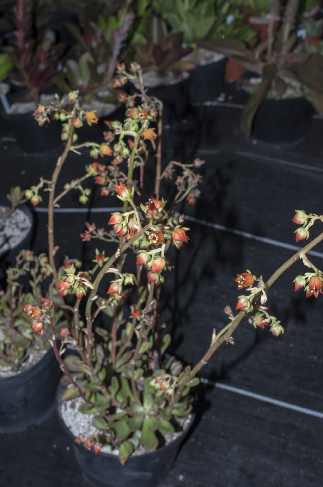 Echeveria PURHEPECHA
