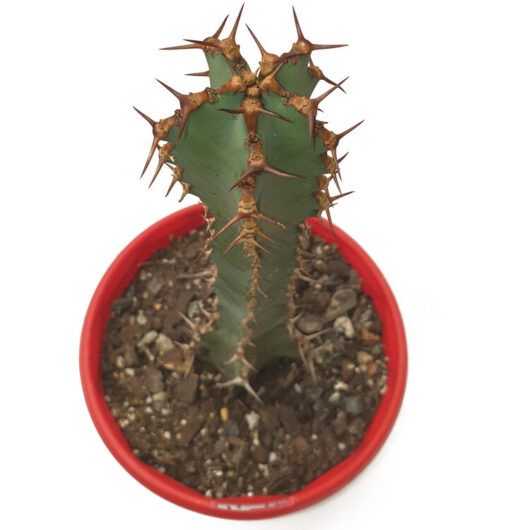 Euphorbia COERULESCENS