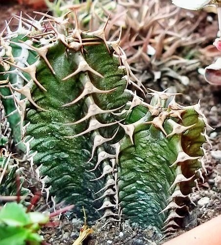Euphorbia COERULESCENS