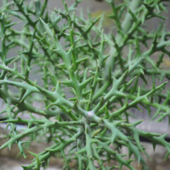 Euphorbia STENOCLADA