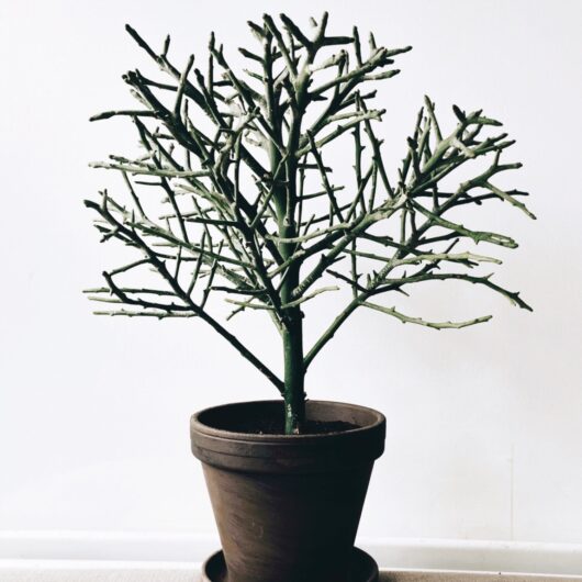 Euphorbia STENOCLADA