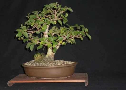 Ficus SYCOMORUS