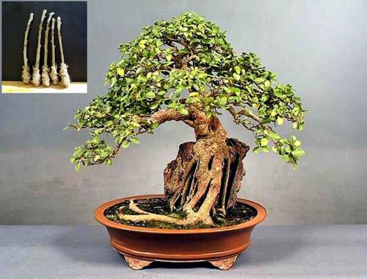 Ficus SYCOMORUS