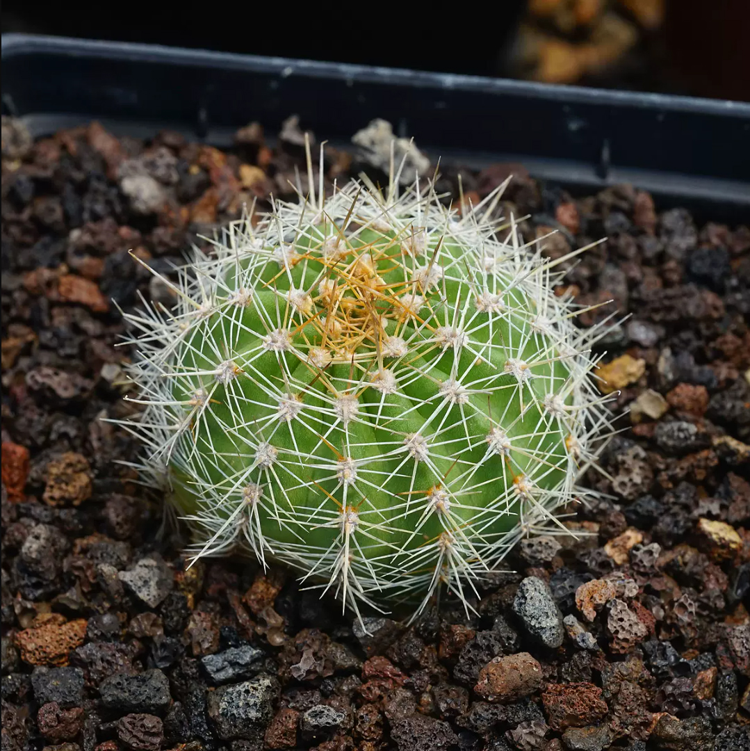 Lobivia GRANDIFLORA R151B