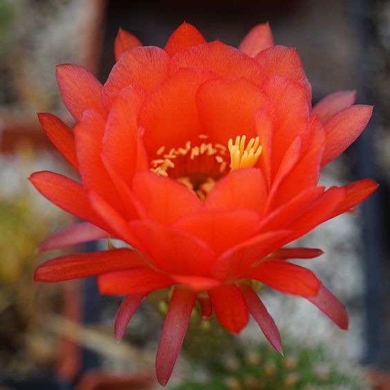 Lobivia GRANDIFLORA R151B