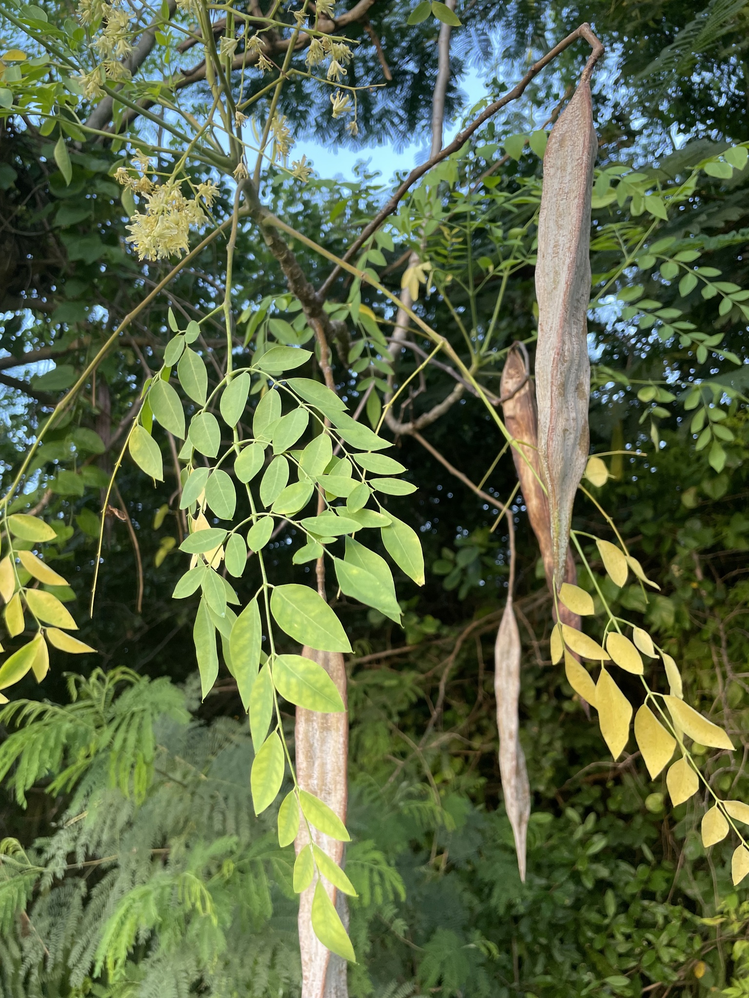 Moringa STENOPETALA