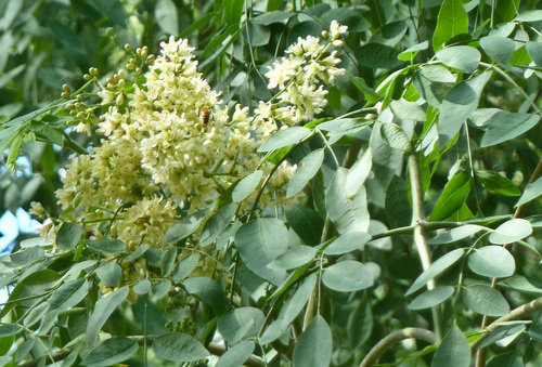 Moringa STENOPETALA