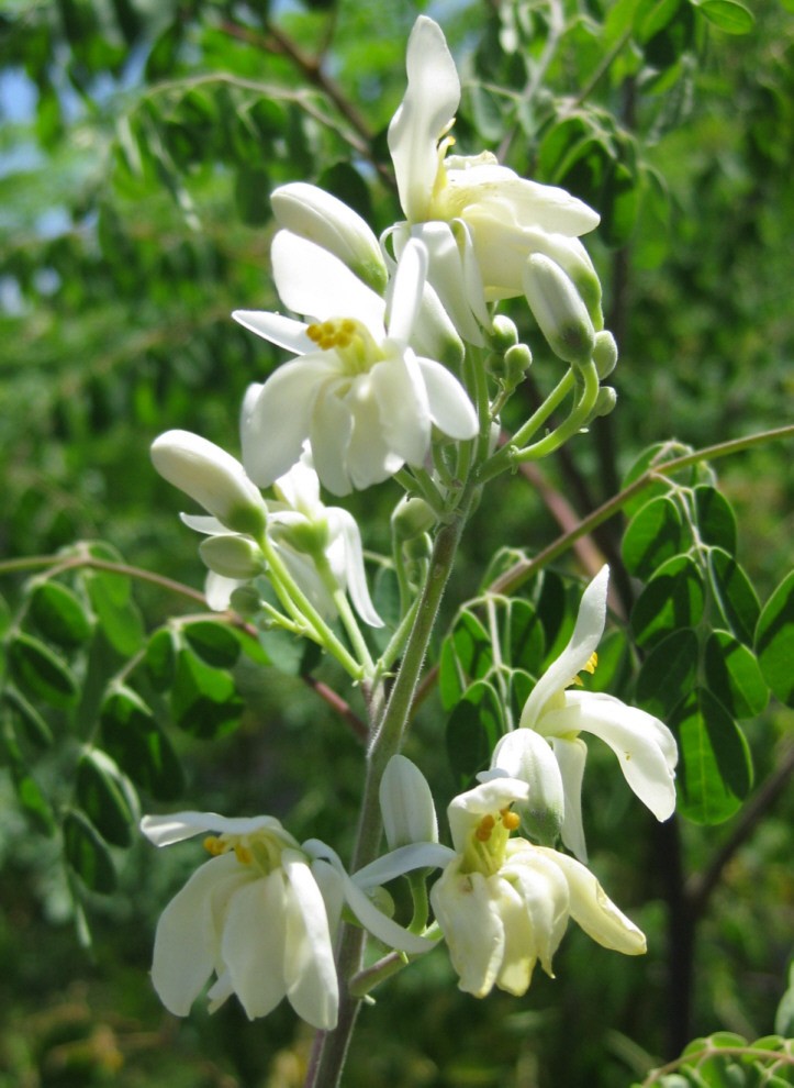 Moringa STENOPETALA