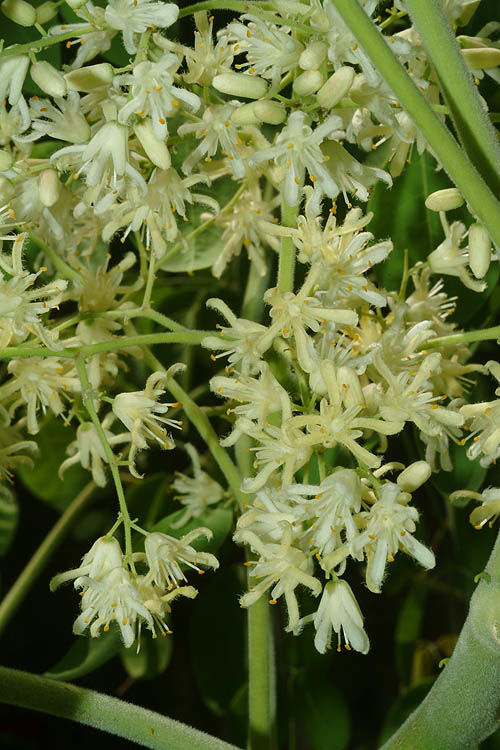 Moringa STENOPETALA