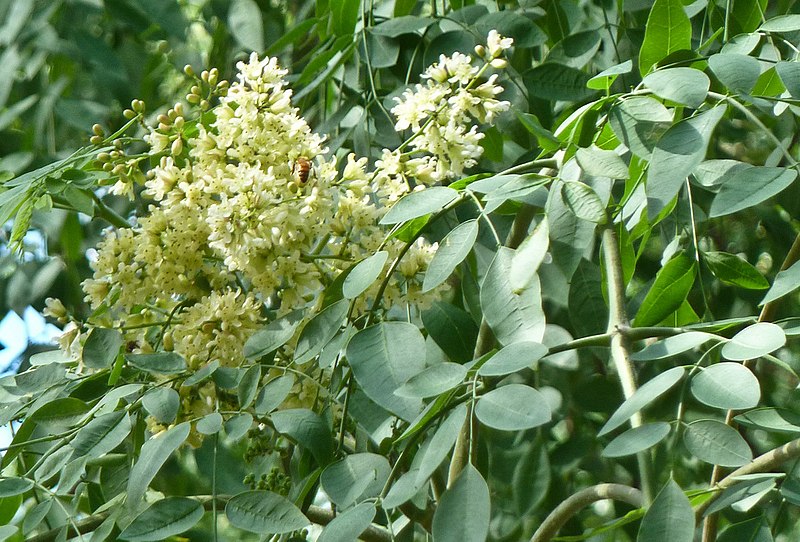 Moringa STENOPETALA