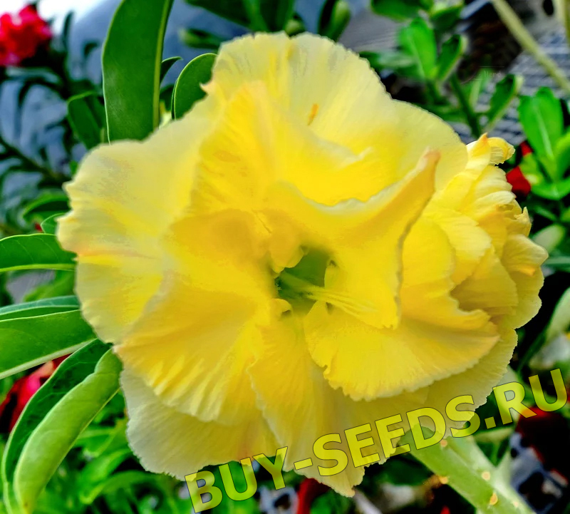 Adenium Obesum Double Flower NEW-77