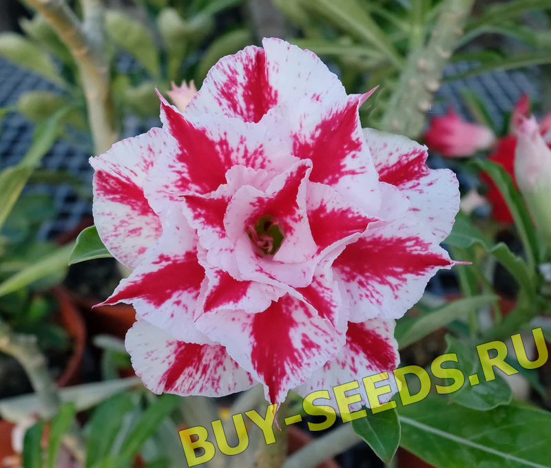 Adenium Obesum Triple Flower NEW-115