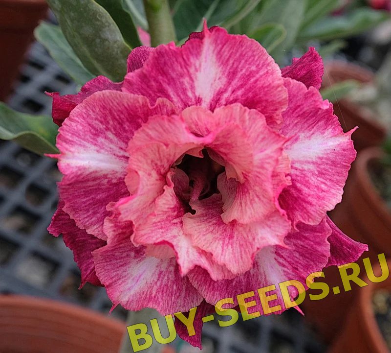 Adenium Obesum Triple Flower NEW-134