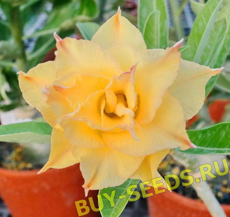 Adenium Obesum Triple Flower NEW-74