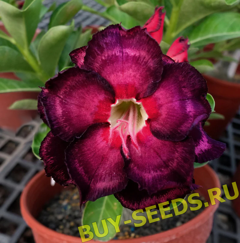 Adenium Obesum Triple Flower NEW-86