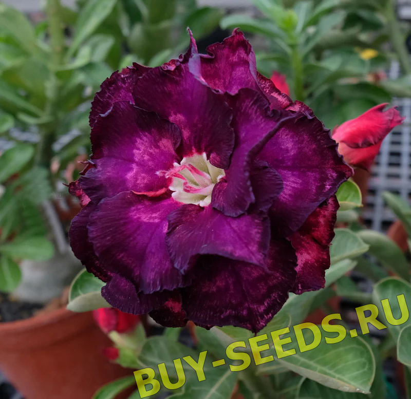 Adenium Obesum Triple Flower NEW-86