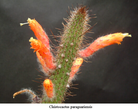 Cleistocactus PARAGUARIENSIS HU697
