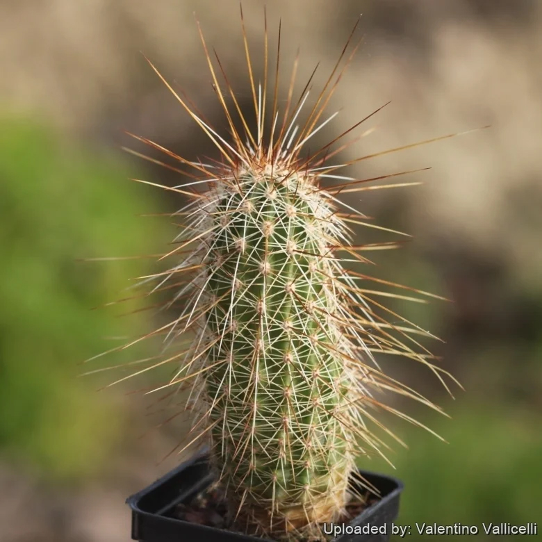 Echinocereus APACHENSIS