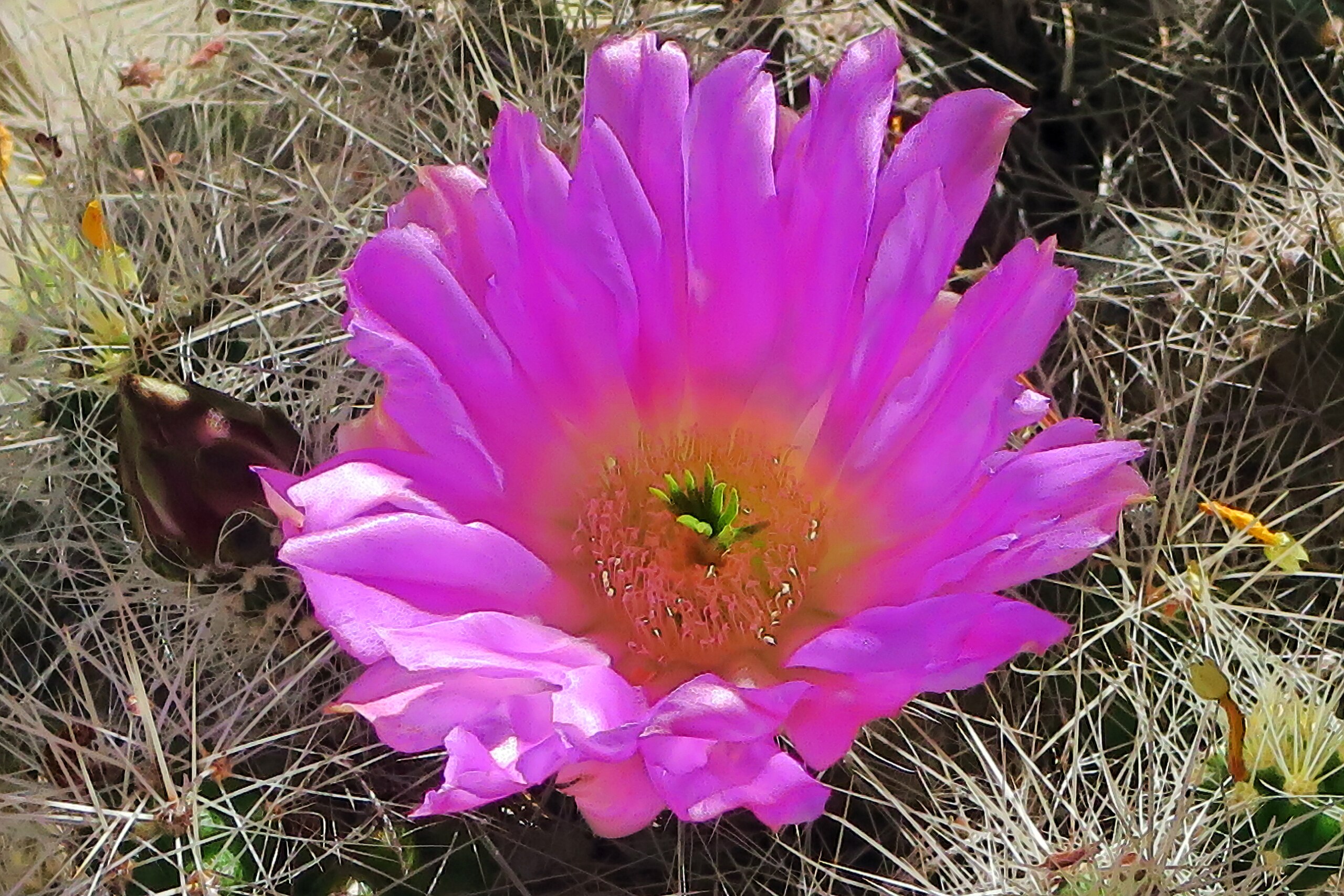 Echinocereus APACHENSIS