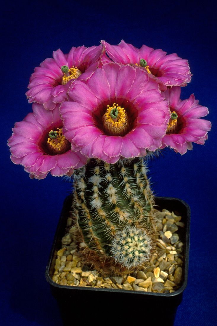 Echinocereus MELANOCENTRUS