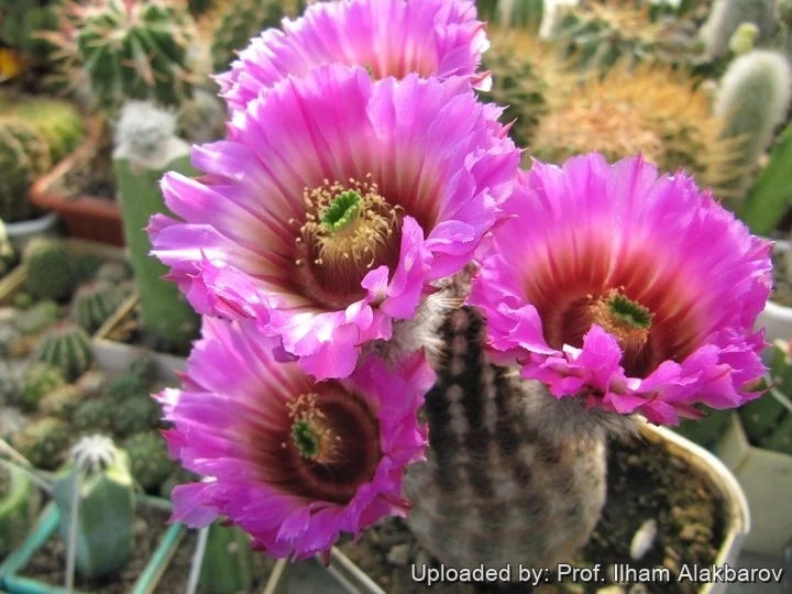 Echinocereus MELANOCENTRUS