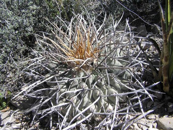 Thelocactus NIDULANS