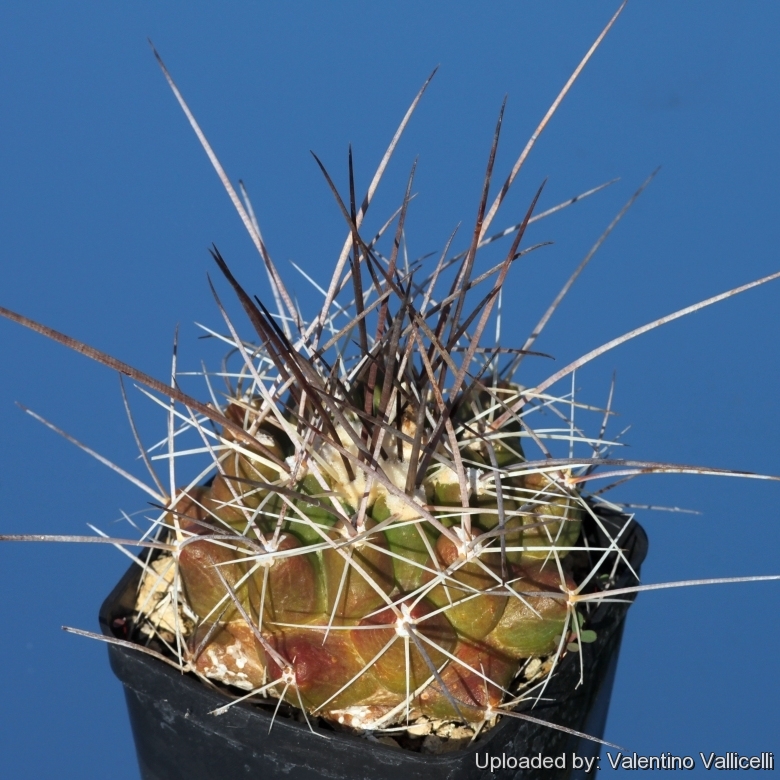 Thelocactus NIDULANS - Телокактус Нидуланс, 3 семени — изображение 3