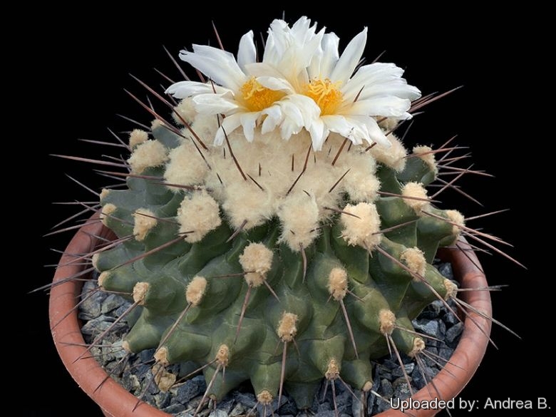 Thelocactus NIDULANS